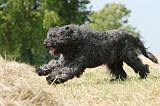 BOUVIER DES FLANDRES 011